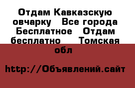 Отдам Кавказскую овчарку - Все города Бесплатное » Отдам бесплатно   . Томская обл.